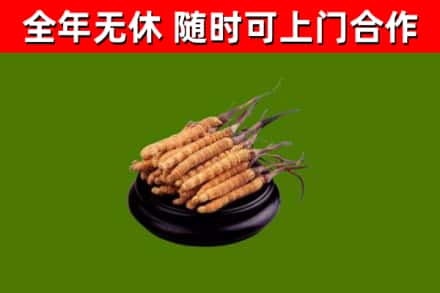 永顺烟酒回收冬虫夏草.jpg